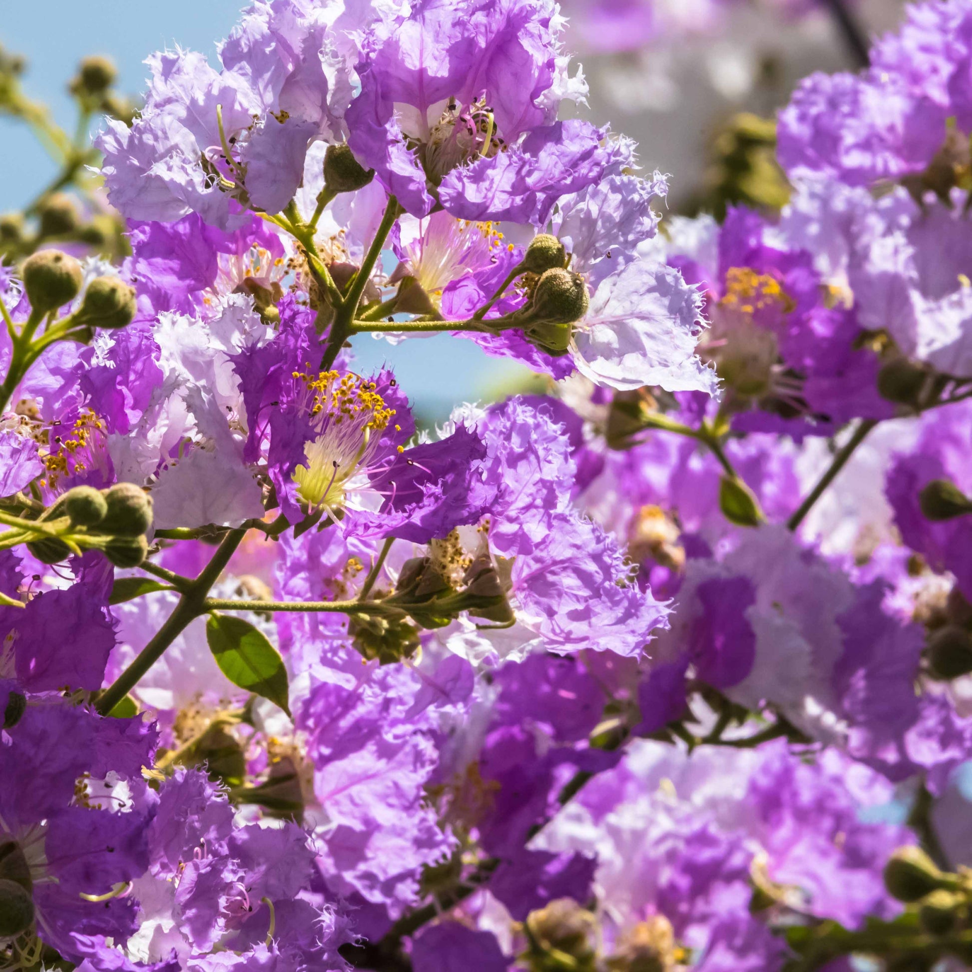 Lagerstroemia indica Lafayette - Lagerströmie ‘Lafayette’ - Indischer Flieder