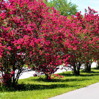 Kreppmyrten Kollektion Rot/Violett/Weiß (x3) - Lagerstroemia indica - Bakker