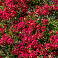 Lagerstroemia indica Red Imperator - Lagerströmie ‘Red Imperator’ - Sträucher