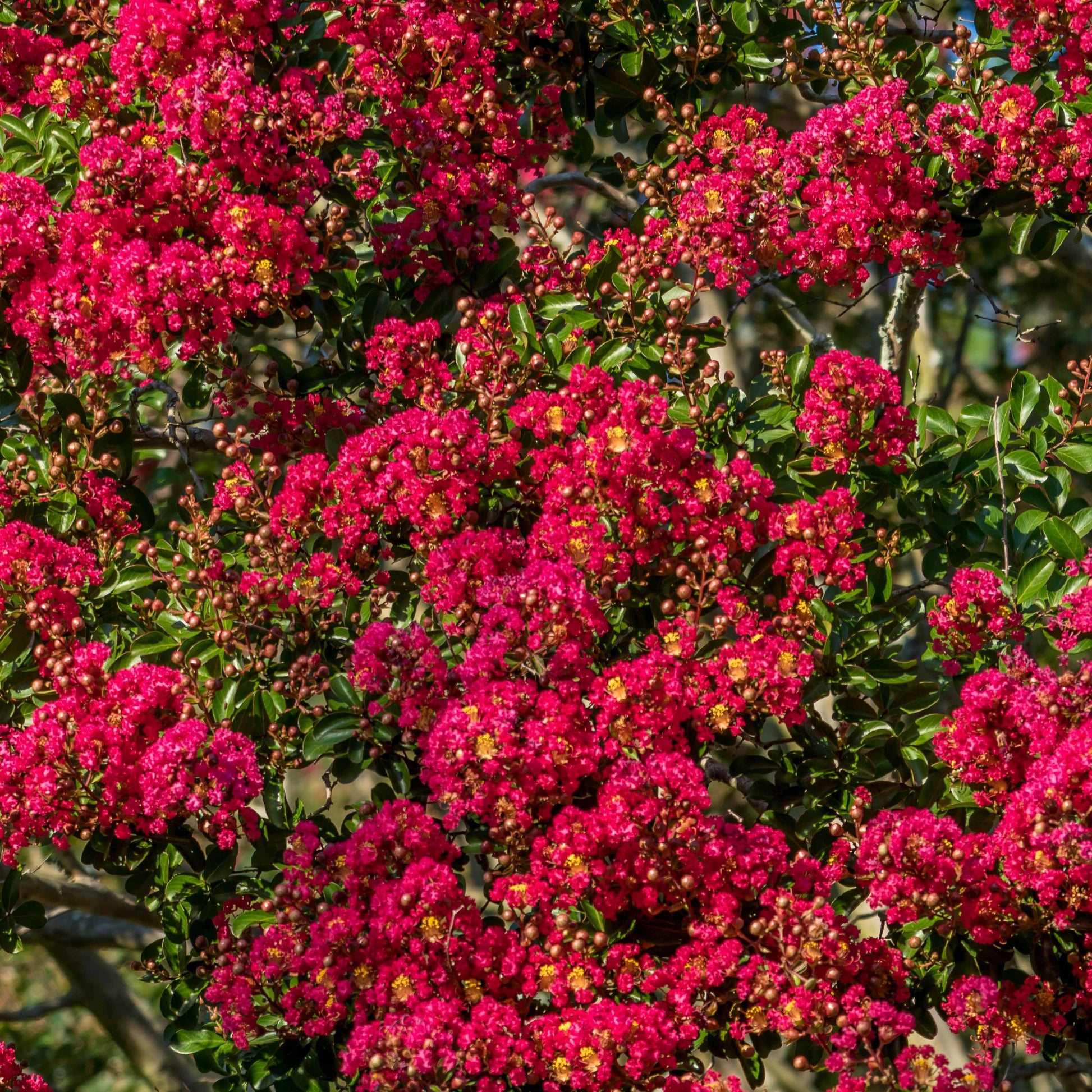 Lagerstroemia indica Red Imperator - Lagerströmie ‘Red Imperator’ - Sträucher
