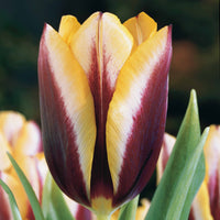 Tulpe 'Gavota' (x10) - Tulipa gavota - Bakker