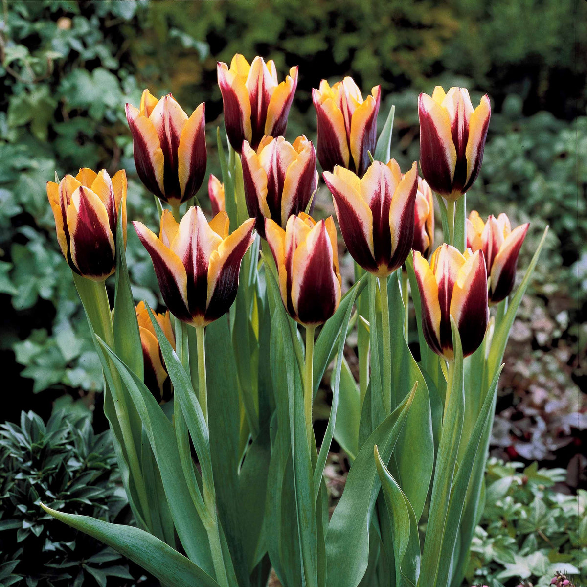 Tulpe 'Gavota' (x10) - Bakker