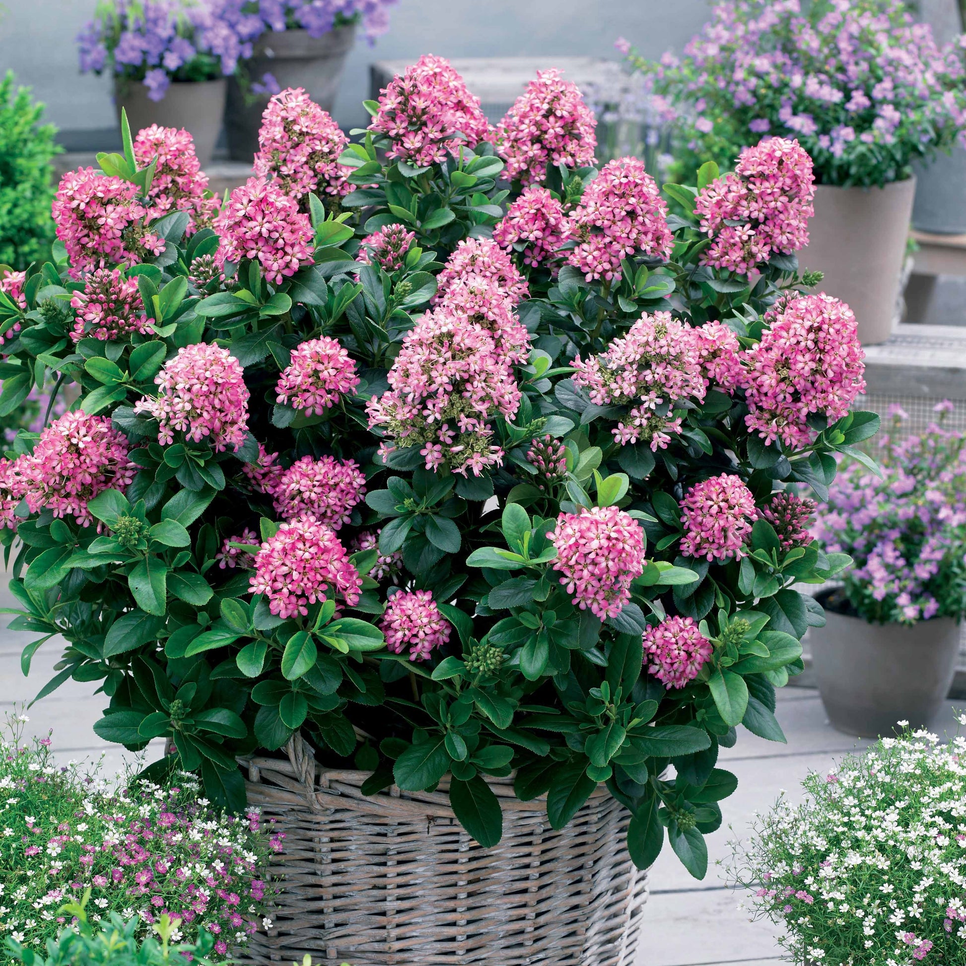 Andenstrauch Pink Elle - Bakker