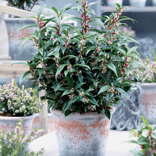 Fleischbeere Winter Gem - Bakker