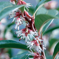 Fleischbeere Winter Gem - Sarcococca Winter Gem - Bakker