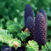 Abies koreana - Koreatanne - Nadelbäume