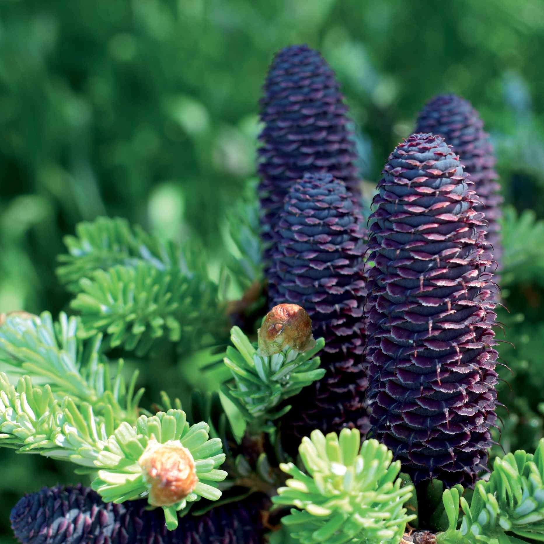 Abies koreana - Koreatanne - Nadelbäume