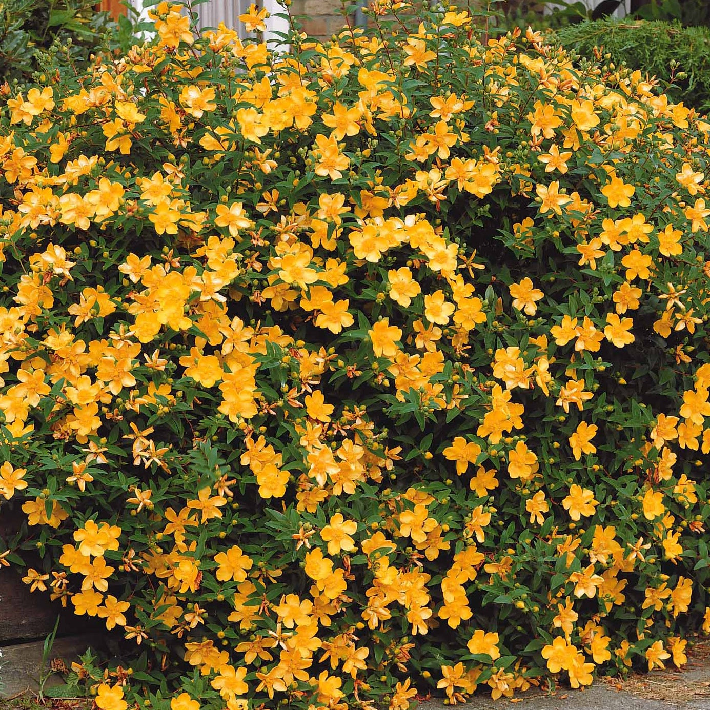 Sträucher - Johanniskraut Hidcote - Hypericum hidcote
