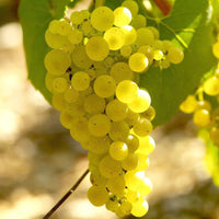 Vitis vinifera chardonnay - Weinrebe ‘Chardonnay’ - Weinrebe