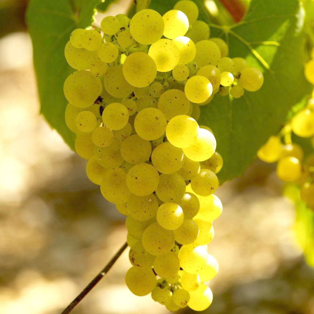 Vitis vinifera chardonnay - Weinrebe ‘Chardonnay’ - Weinrebe