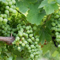 Weinrebe ‘Chardonnay’ - Vitis vinifera chardonnay - Bakker