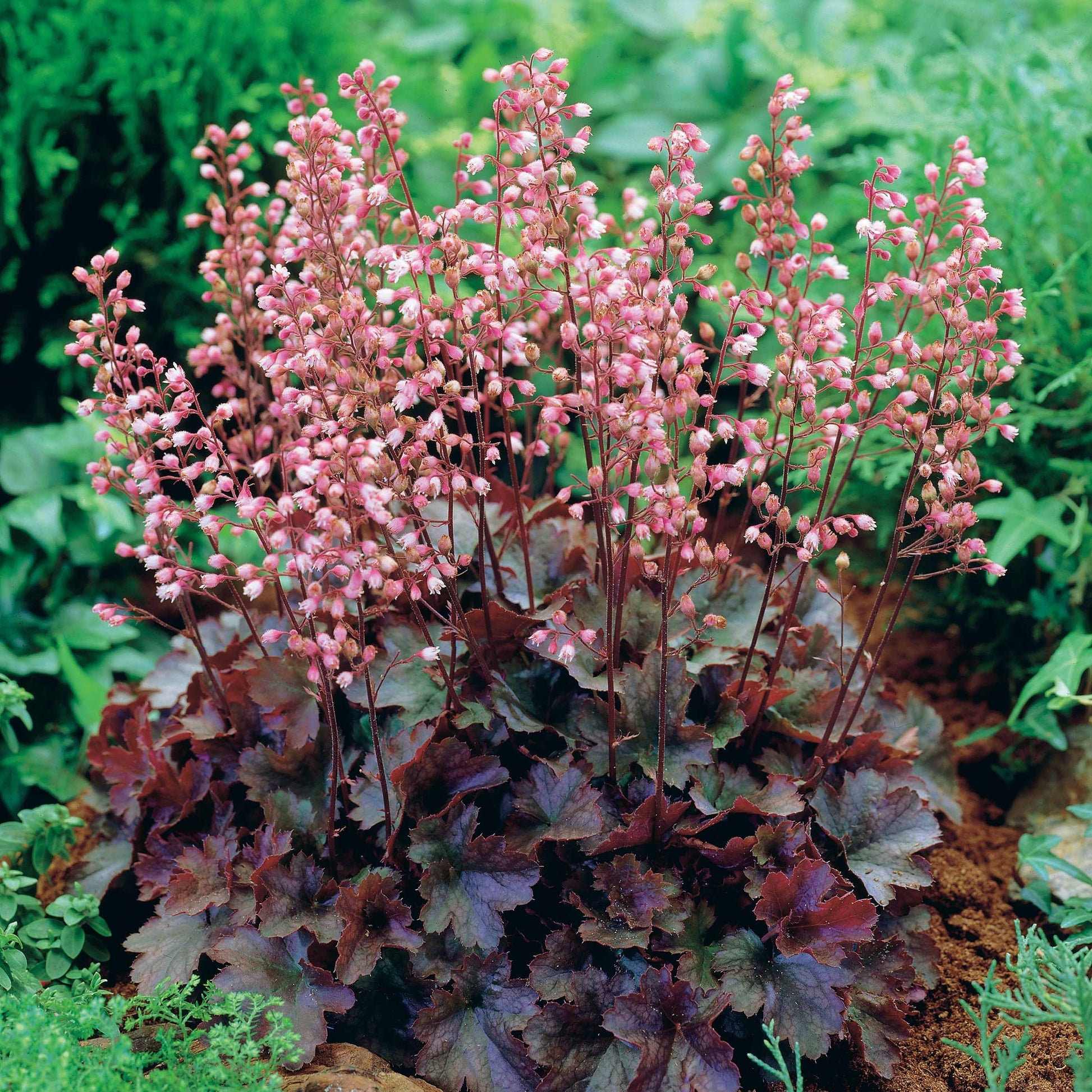 Purpurglöckchen Cassis - Bakker
