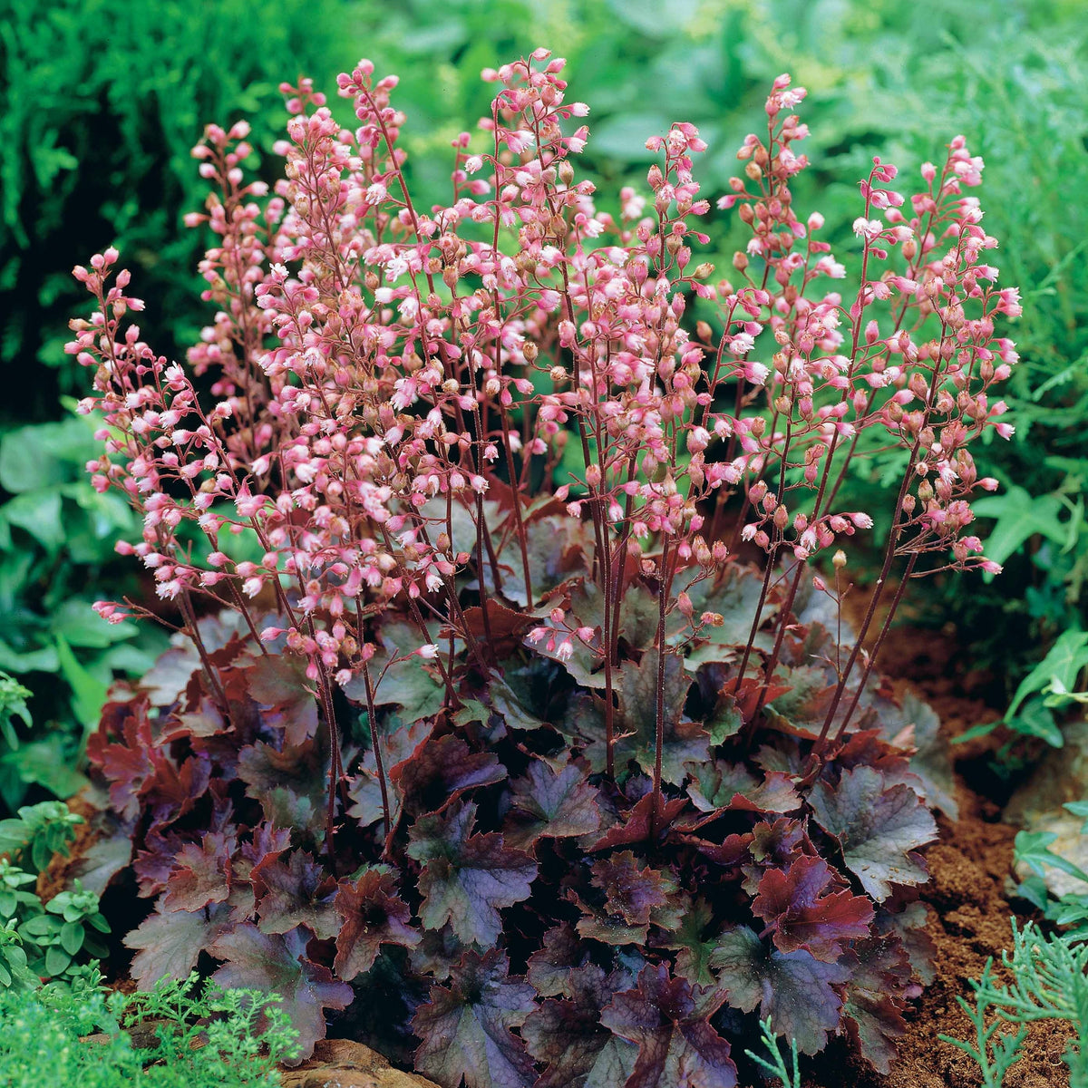 Purpurglöckchen Cassis - Bakker