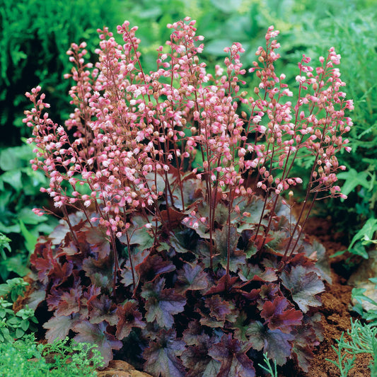 Purpurglöckchen Cassis - Bakker