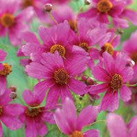 Coreopsis rosea heaven's gate - Mädchenauge ‘Heaven’s Gate’ - Mädchenauge