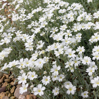 Cerastium tomentosum - Filziges Hornkraut (x3) - Stauden