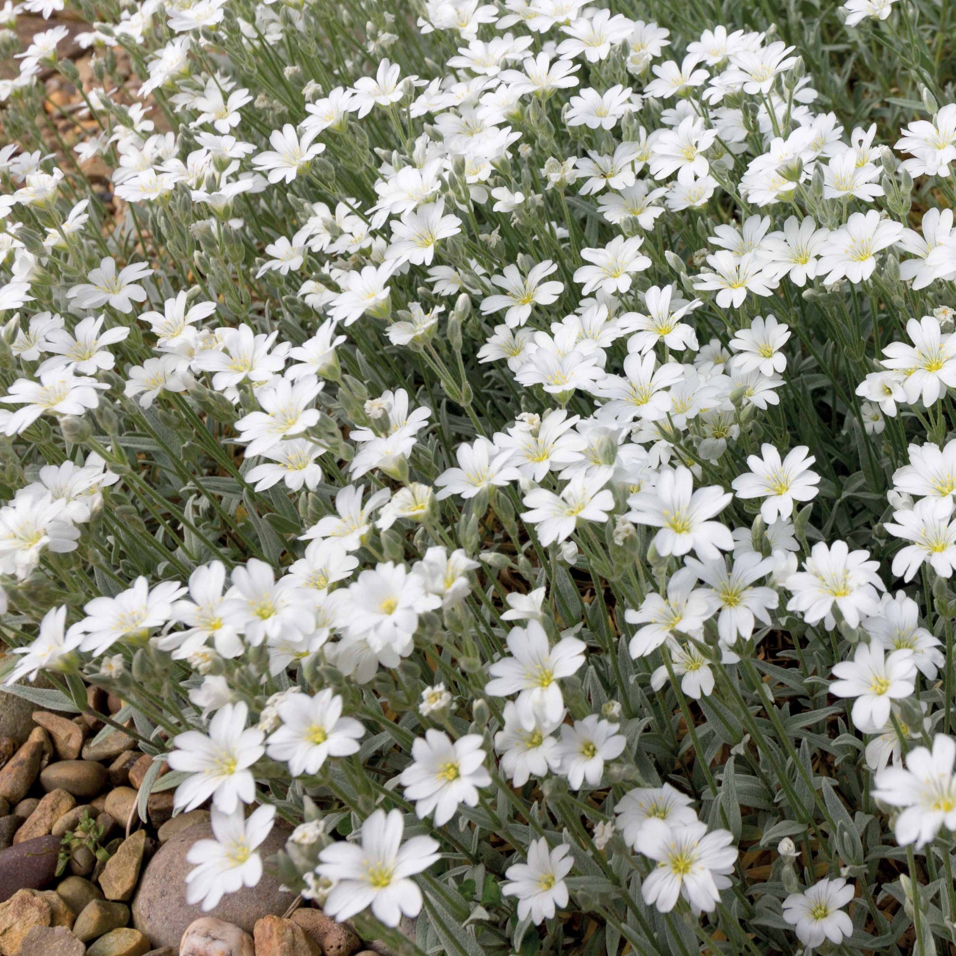 Cerastium tomentosum - Filziges Hornkraut (x3) - Stauden