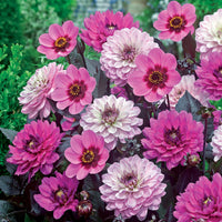 Dahlien mit purpurfarbenem Laub (x6) - Bakker