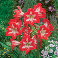 Garten-Amaryllis Sonatini Eye Catcher (x3) - Bakker