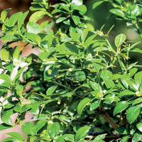 Kaviarlimette - Citrus australasica - Bakker