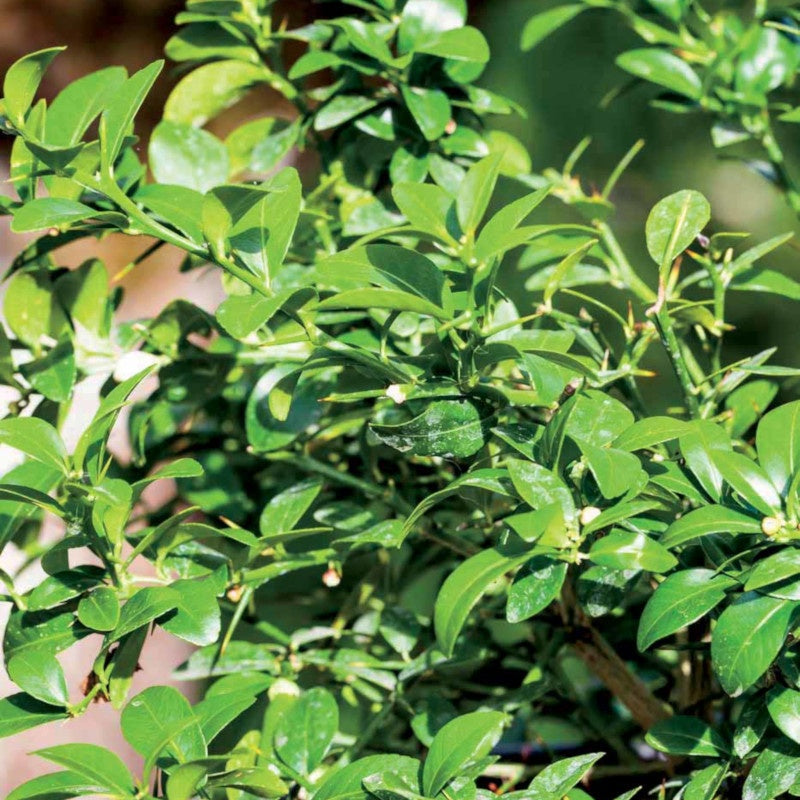 Kaviarlimette - Citrus australasica - Bakker