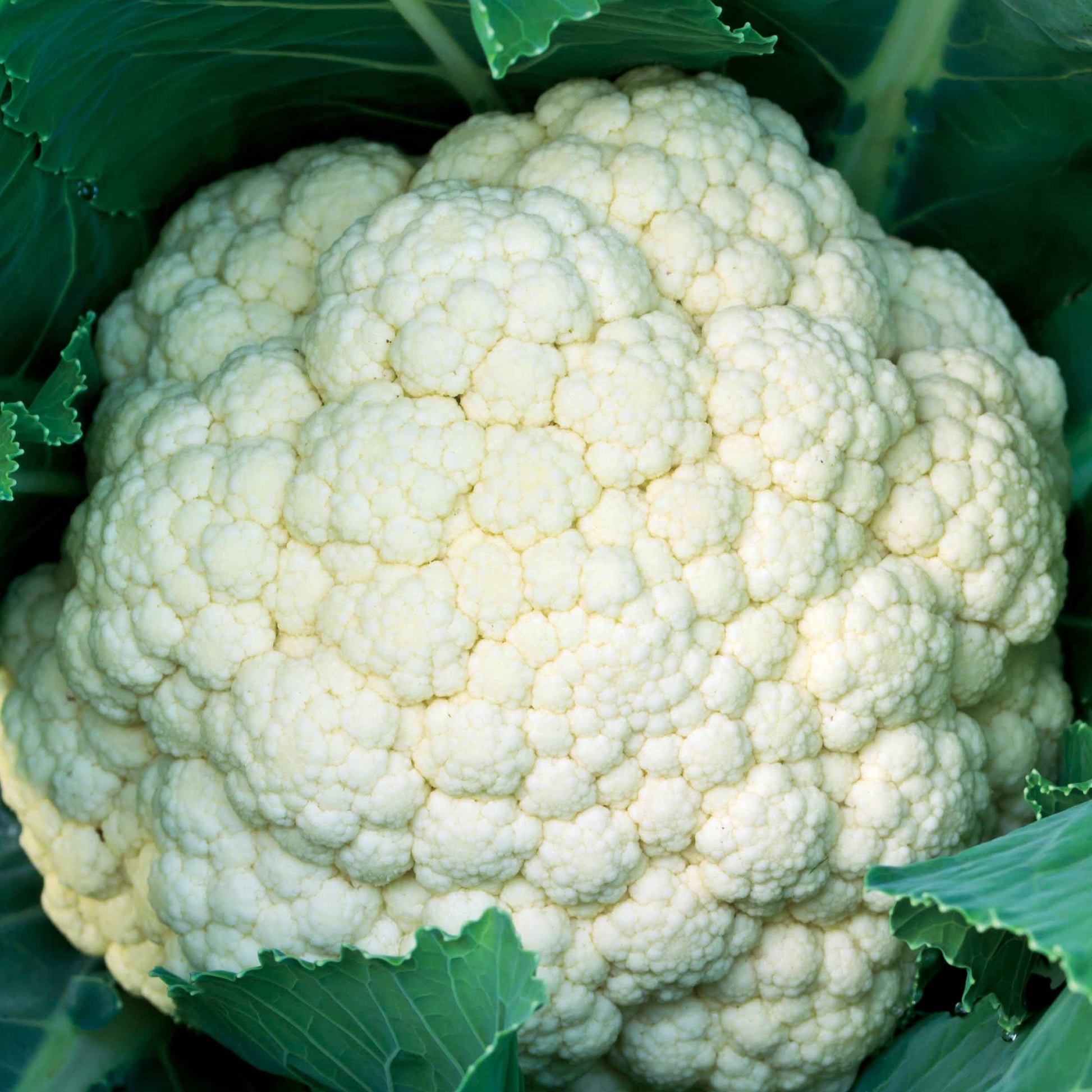 Blumenkohl Synergy F1 - Bakker
