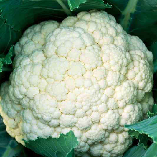Blumenkohl Synergy F1 - Bakker