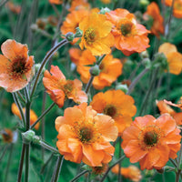 Geum Totally Tangerine - Nelkenwurz ‘Totally Tangerine’ - Nelkenwurz