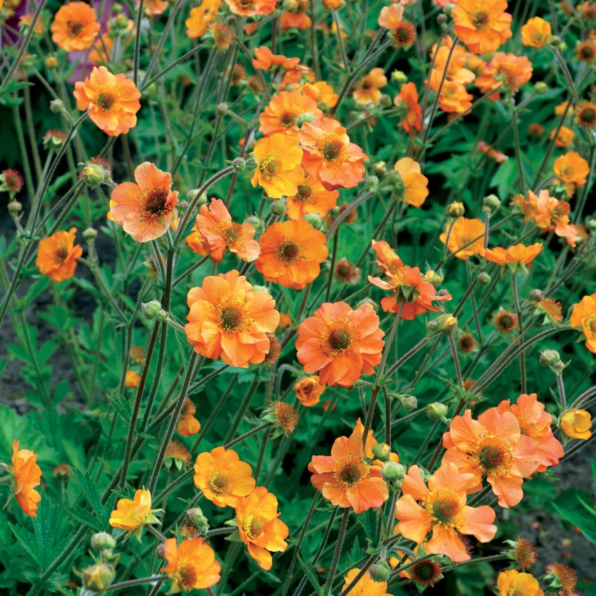 Nelkenwurz ‘Totally Tangerine’ - Geum Totally Tangerine - Bakker