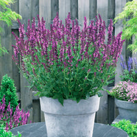 Salbei Friesland Pink (x3) - Bakker