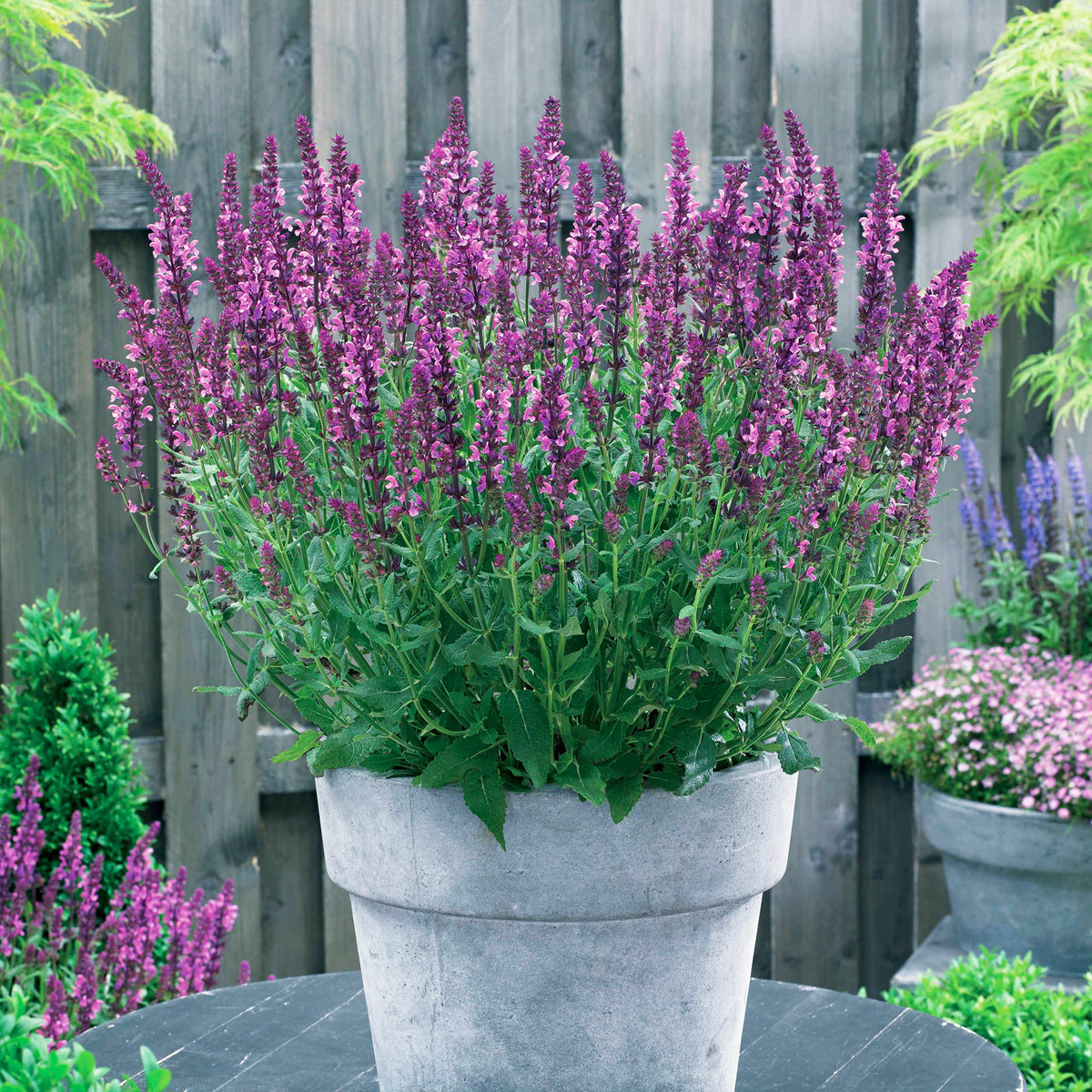 Salbei Friesland Pink (x3) - Bakker