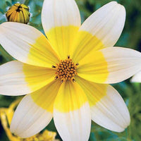 Gelbe Bidens (x3) - Bidens ferulifolia taka tuka - Bakker