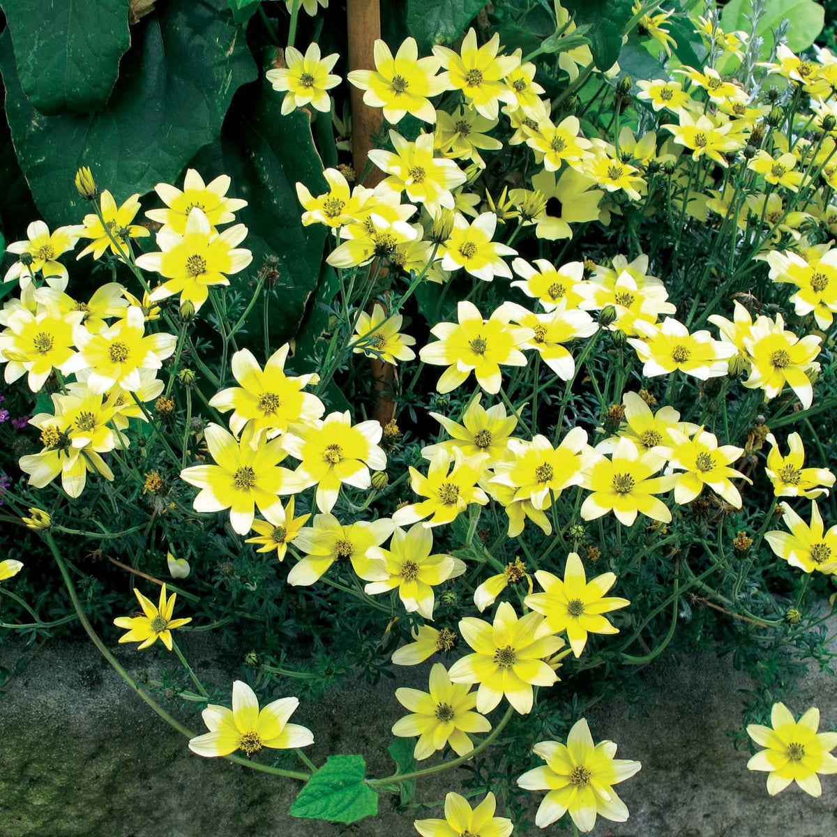 Gelbe Bidens (x3) - Bakker