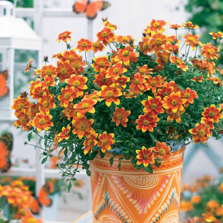 Stauden - Bidens ‘Beedance Painted Yellow’ (x3) - Bidens ferulifolia Beedance Painted Yellow