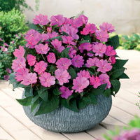 SunPatiens rosa-lila (x3) - Bakker