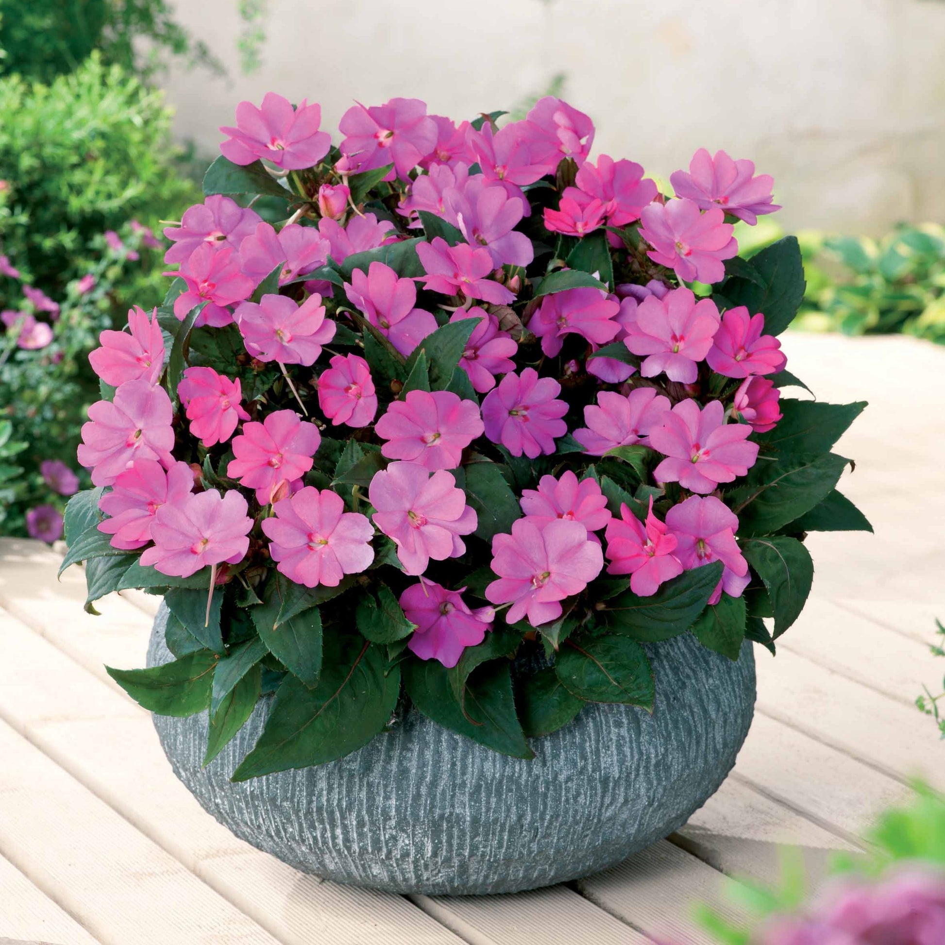 SunPatiens rosa-lila (x3) - Bakker