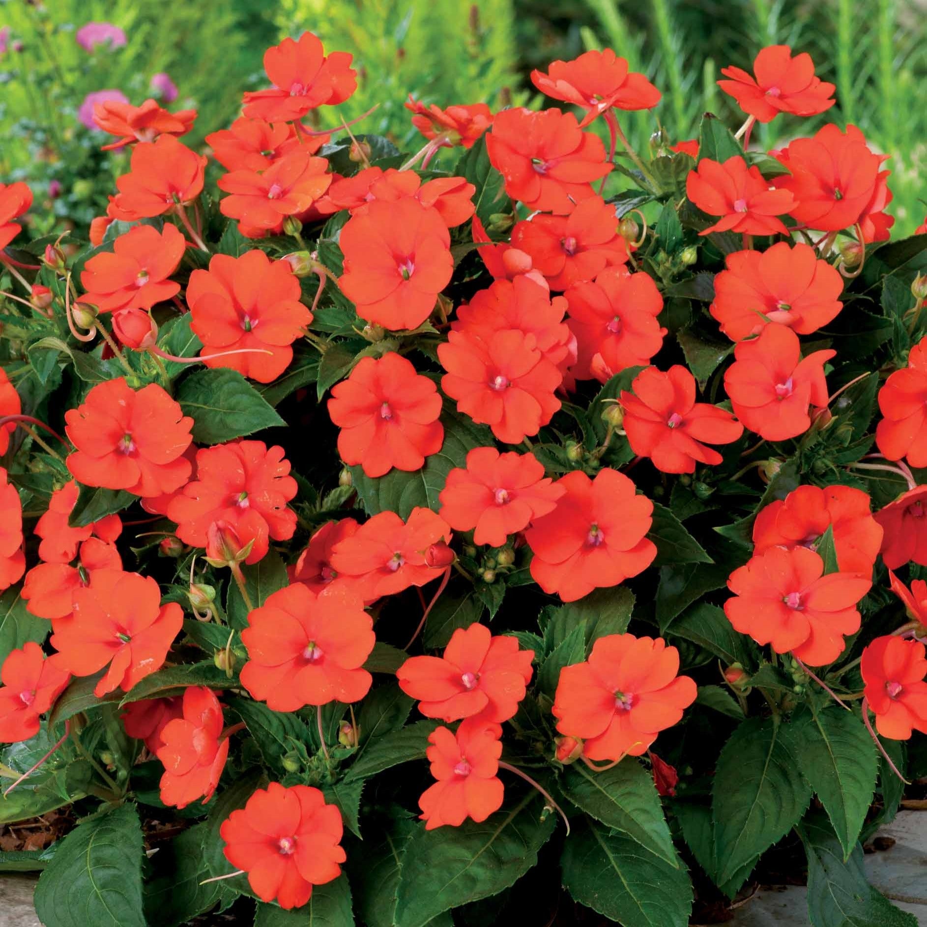 Sunpatiens orange (x3) - Bakker