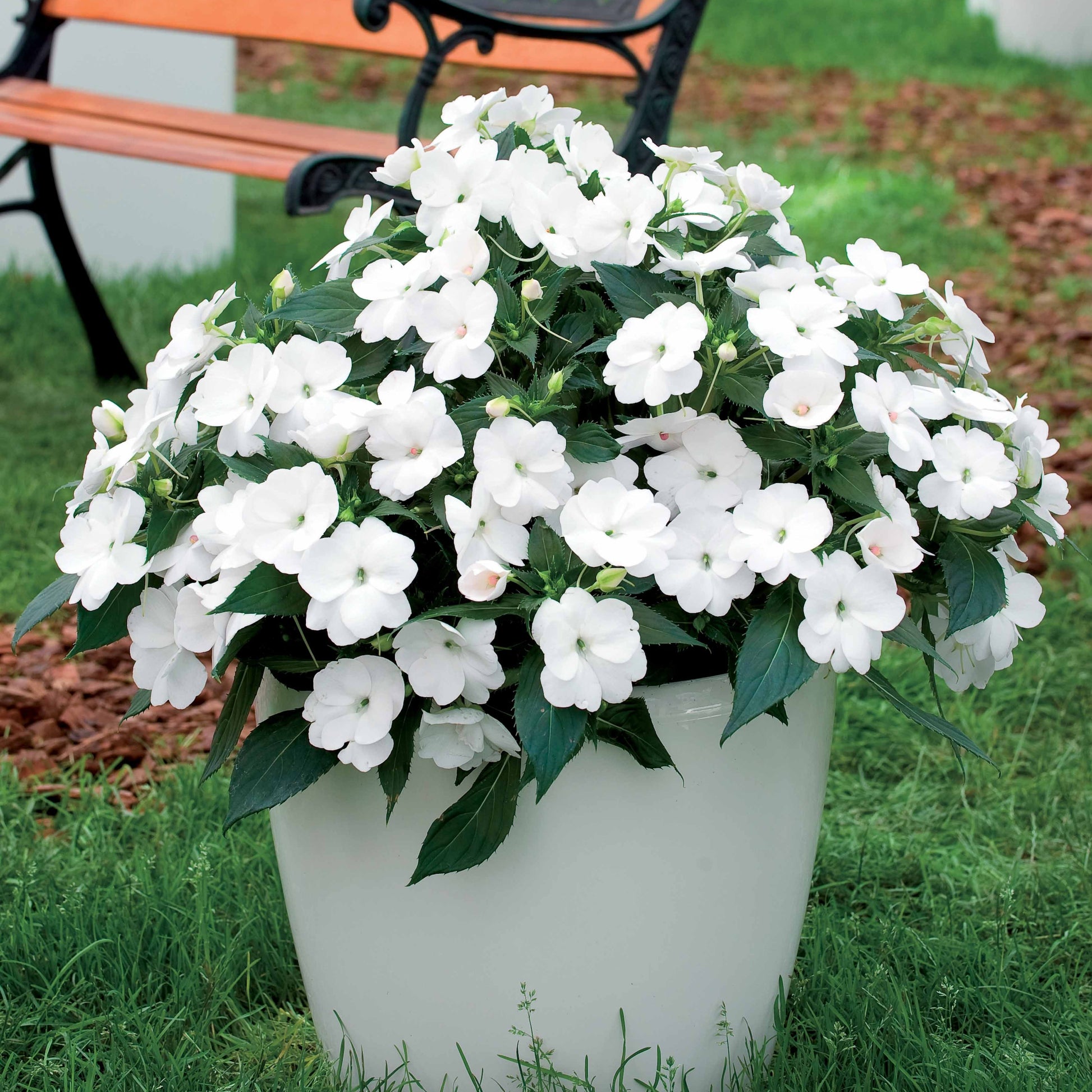 Sunpatiens weiß (x3) - Bakker