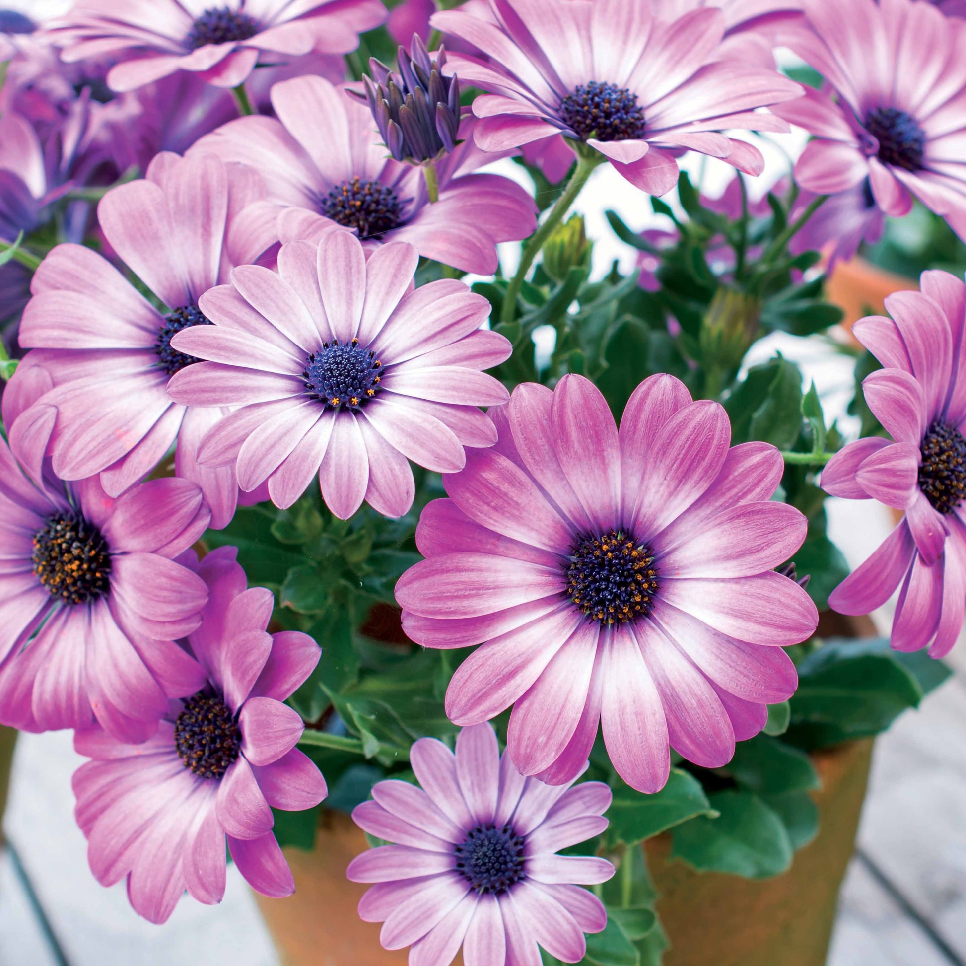 Kapkörbchen ‘Pink Flare’ (x3) - Osteospermum margarita pink flave - Bakker
