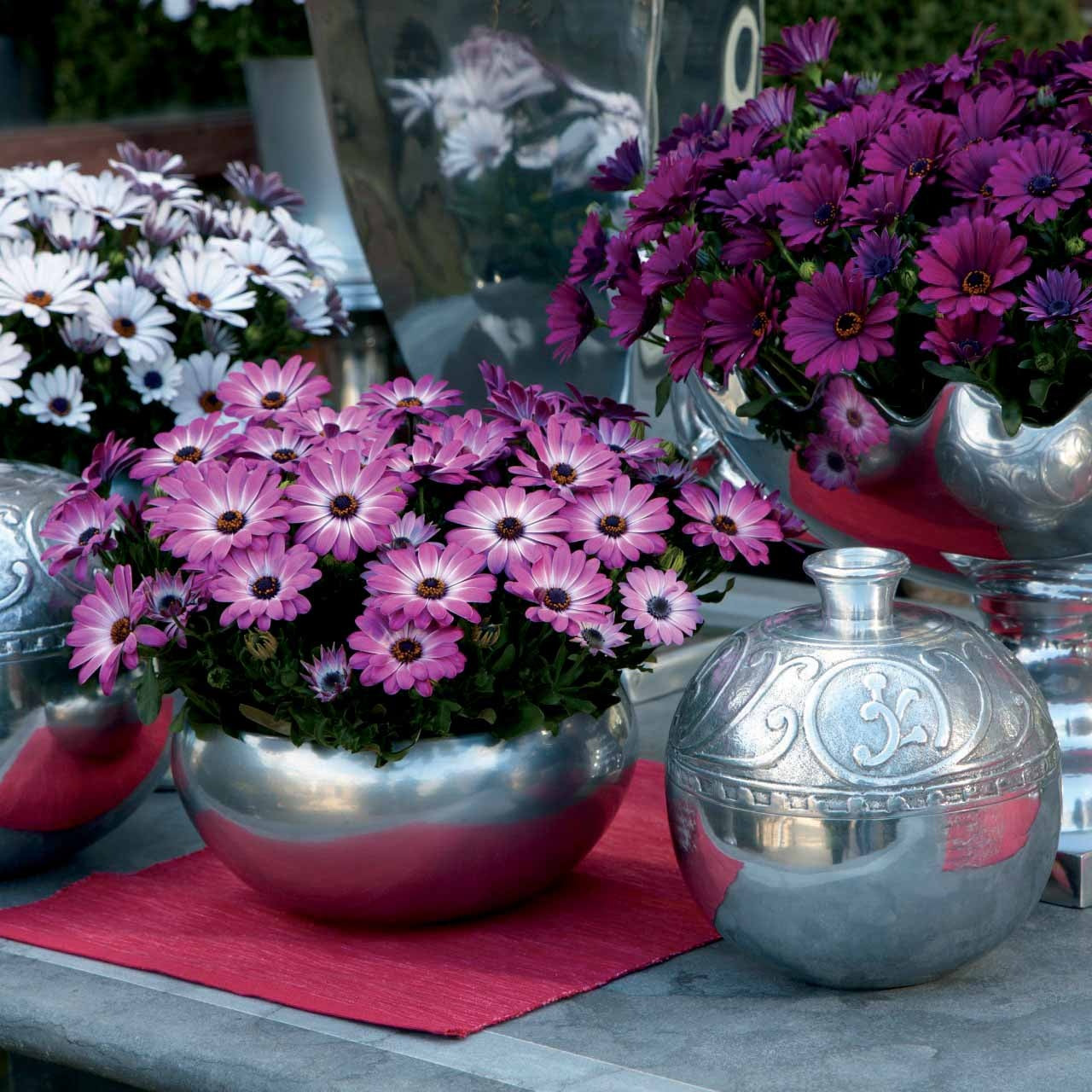 Osteospermum margarita pink flave - Kapkörbchen ‘Pink Flare’ (x3) - Terrassen- und Balkonpflanzen für Töpfe und Balkonkästen