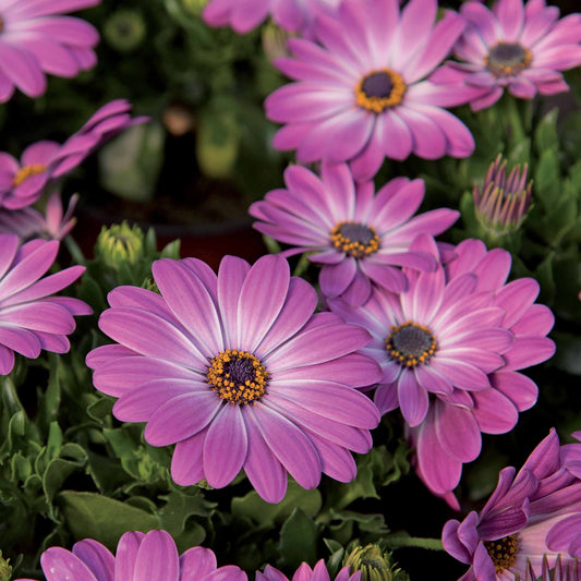 Kapkörbchen ‘Pink Flare’ (x3) - Bakker