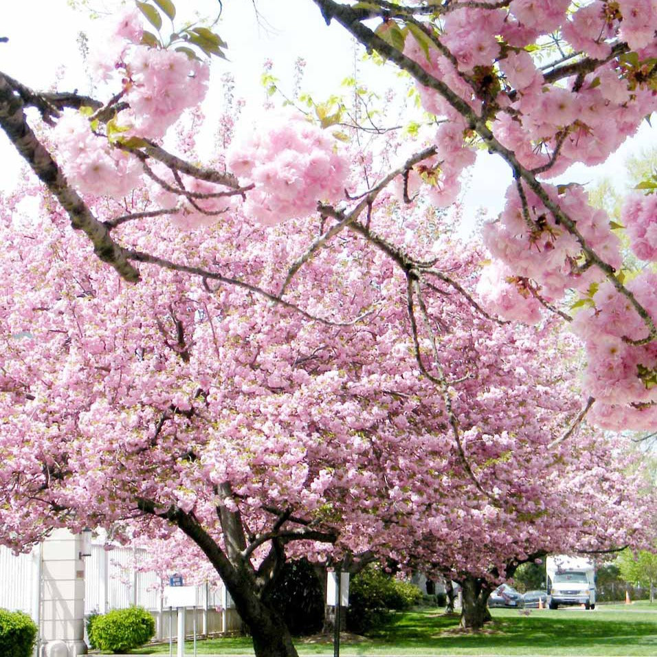 Japanische Blütenkirsche Kanzan - Japanische Kirschbäume - Prunus - Bakker