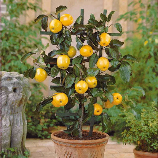 Zwerg-Apfelbaum Golden Yellow Spur - Bakker