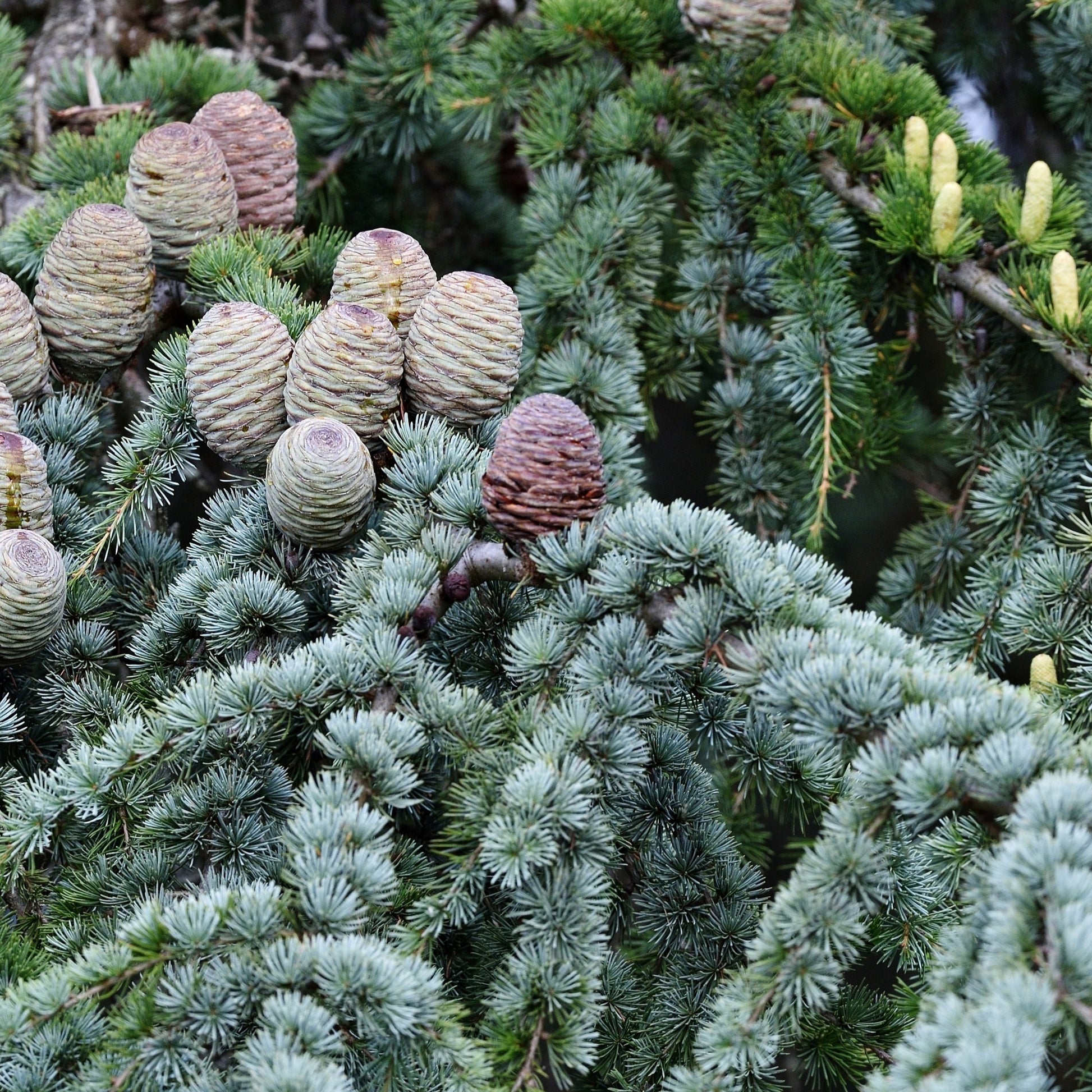 Verkauf Blaue Atlaszeder - Cedrus atlantica glauca
