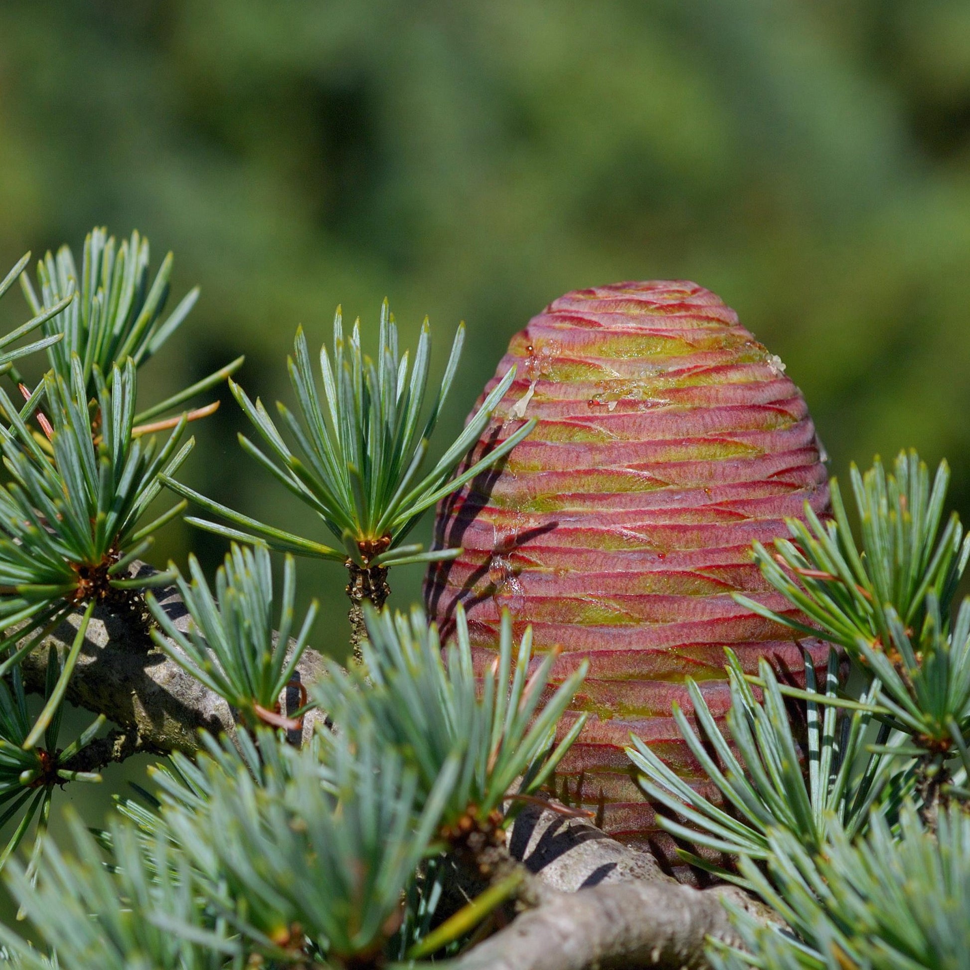 Nadelbäume - Blaue Atlaszeder - Cedrus atlantica glauca