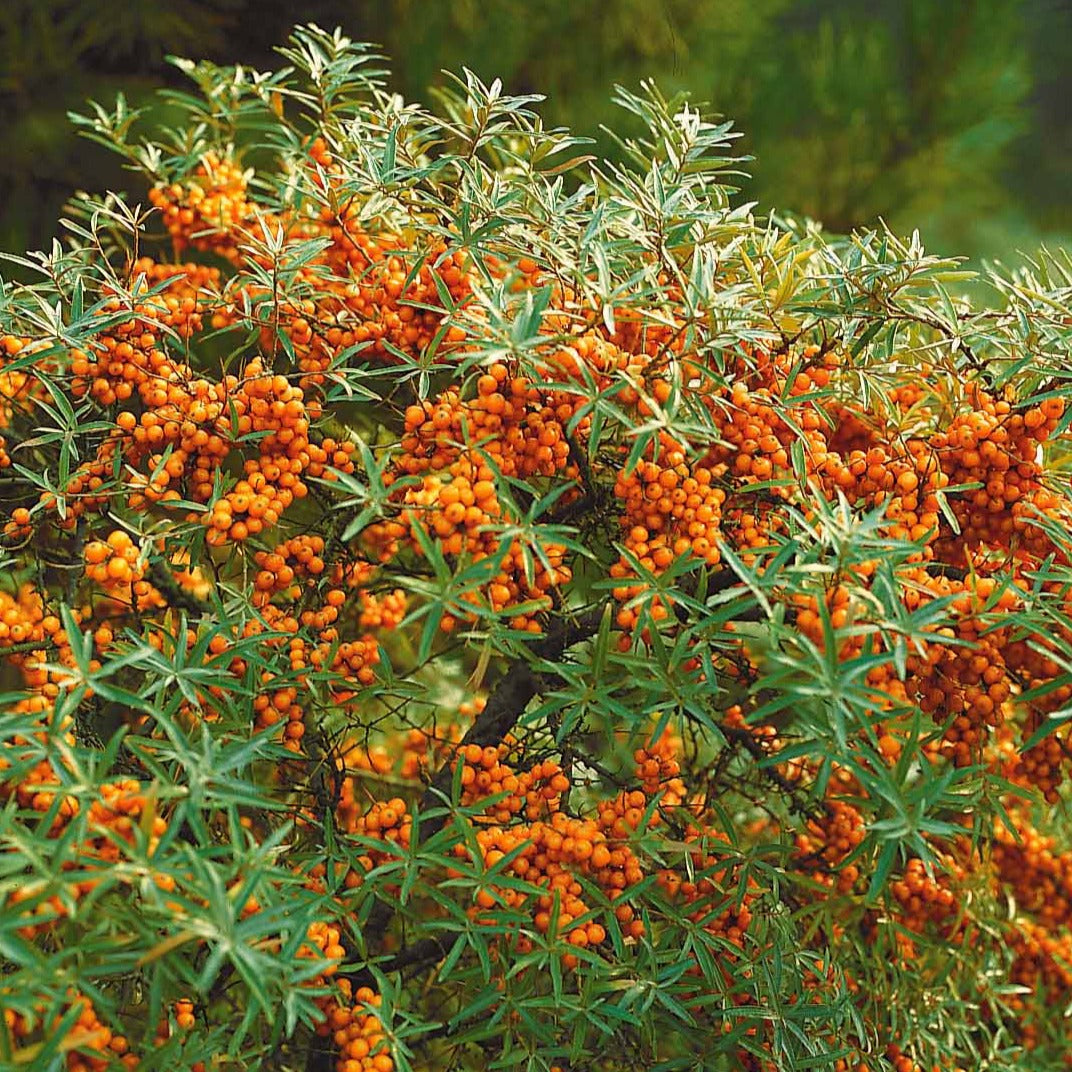 Sanddorn - Hippophae rhamnoides - Bakker