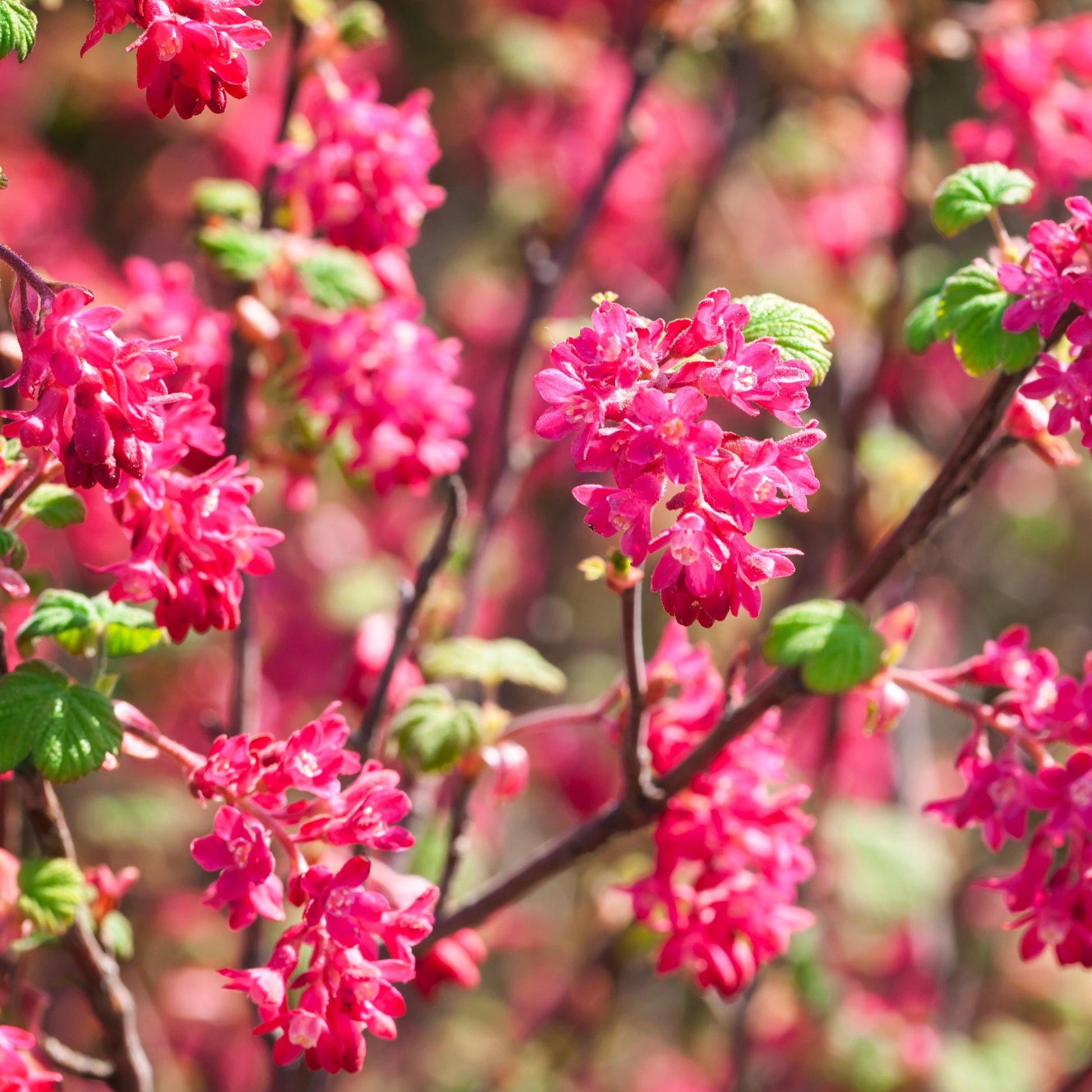 Blutjohannisbeere ‘King Edward VII’ - Ribes sanguineum King Edward VII - Bakker