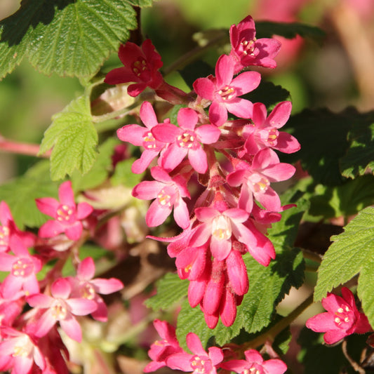Blutjohannisbeere ‘King Edward VII’ - Bakker