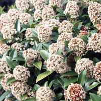 Skimmia japonica - Japanische Skimmie - Immergrüne Pflanzen