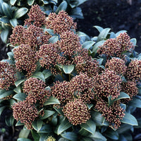 Japanische Skimmie - Skimmia japonica - Bakker